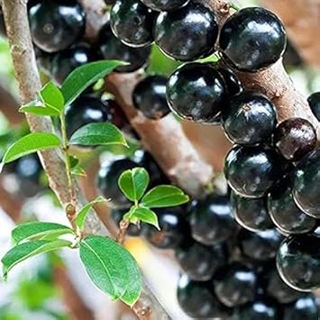 Jabuticaba Plinia cauliflora seeds for rare tropical orchard